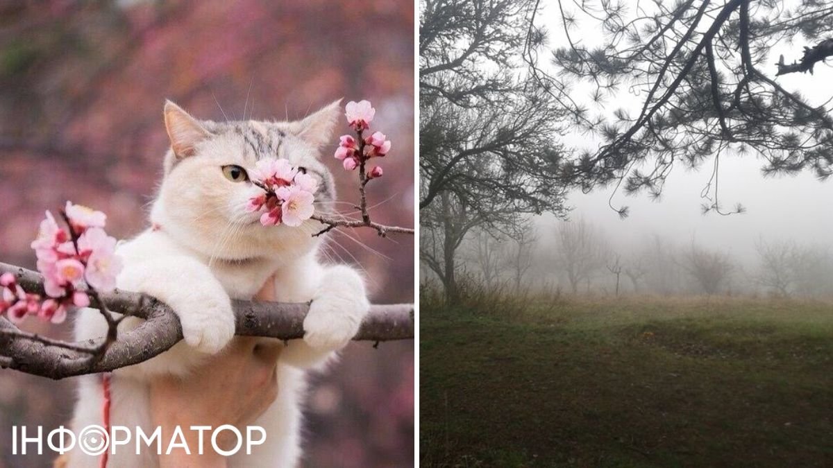 Кіт та туман