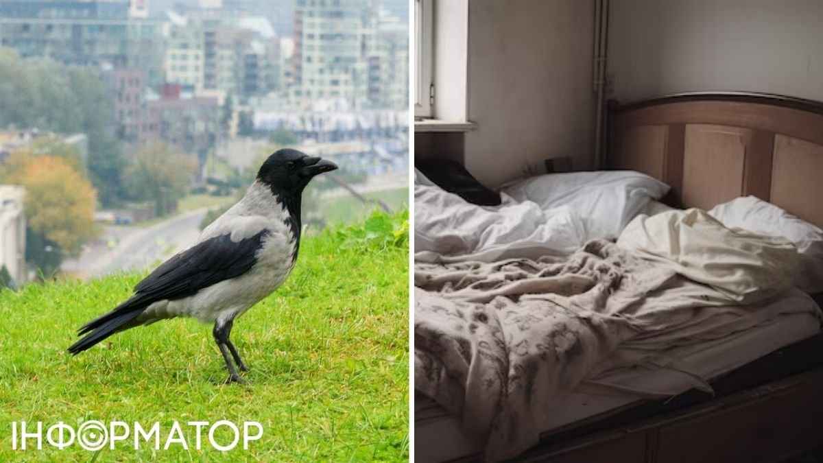 Ворона та ліжко