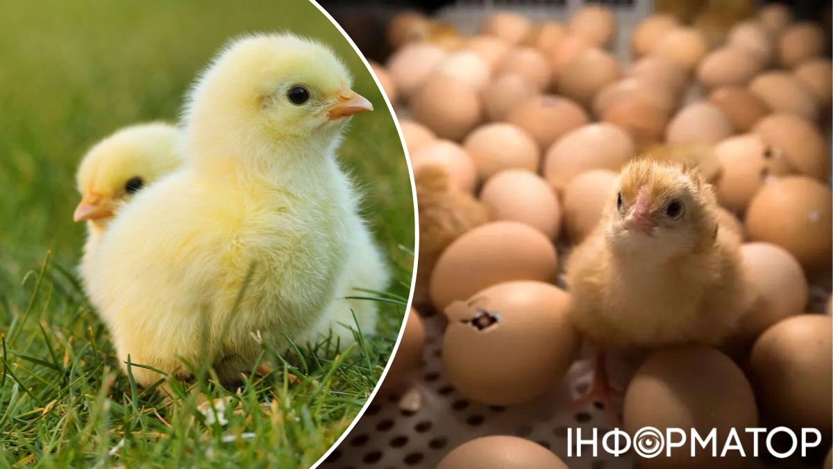 Відкриття вчених зробить курячі яйця гуманними