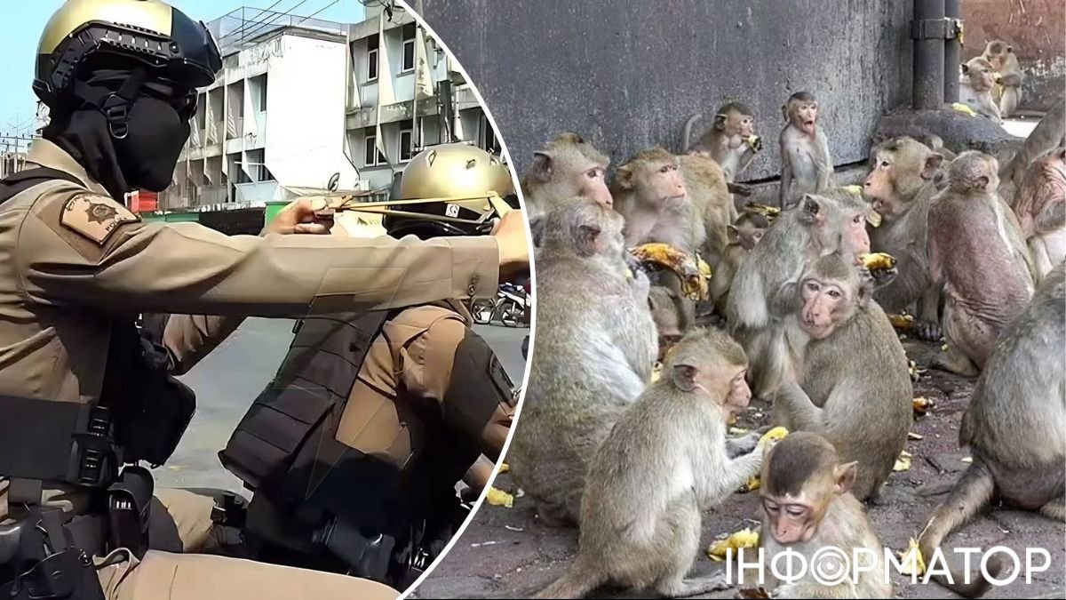 Полиции выдали рогатки против банды обезьян: их главаря по кличке Борода арестовали