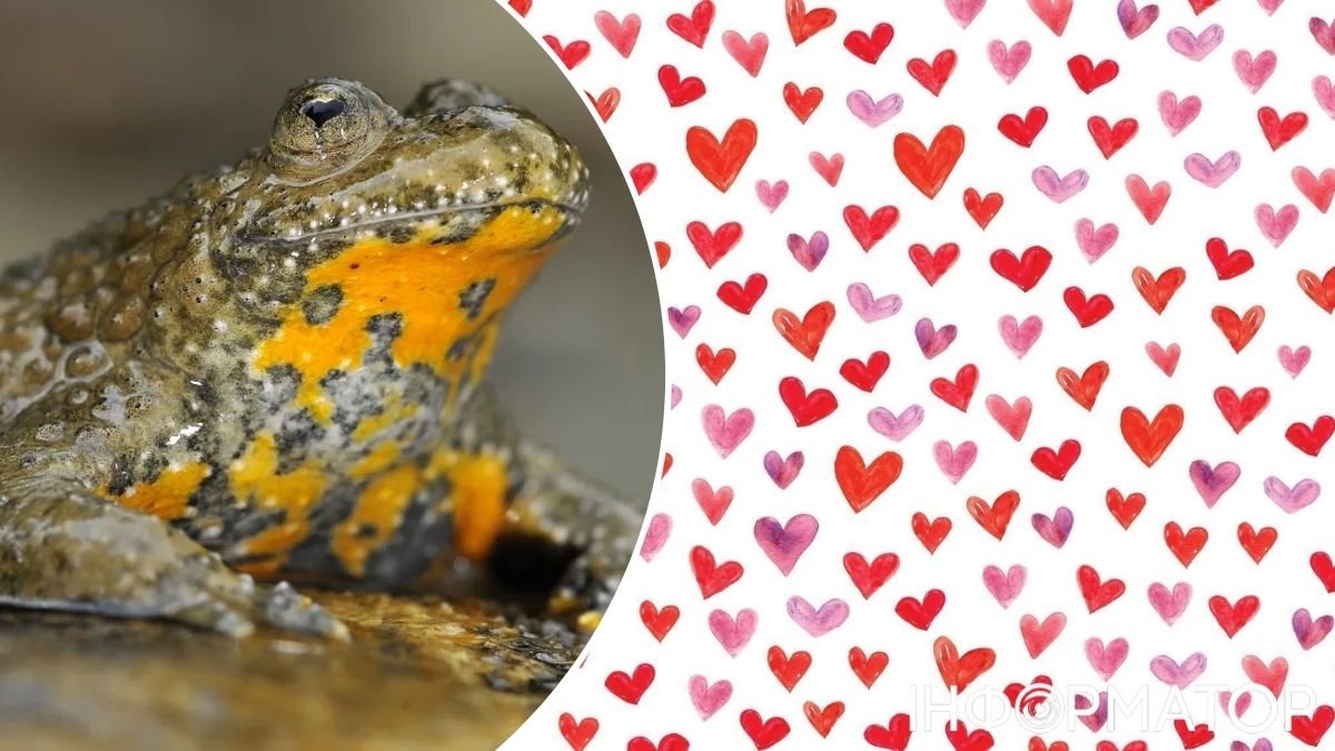 Взгляд любви: нашли лягушек, у которых вместо зрачков сердца - фото