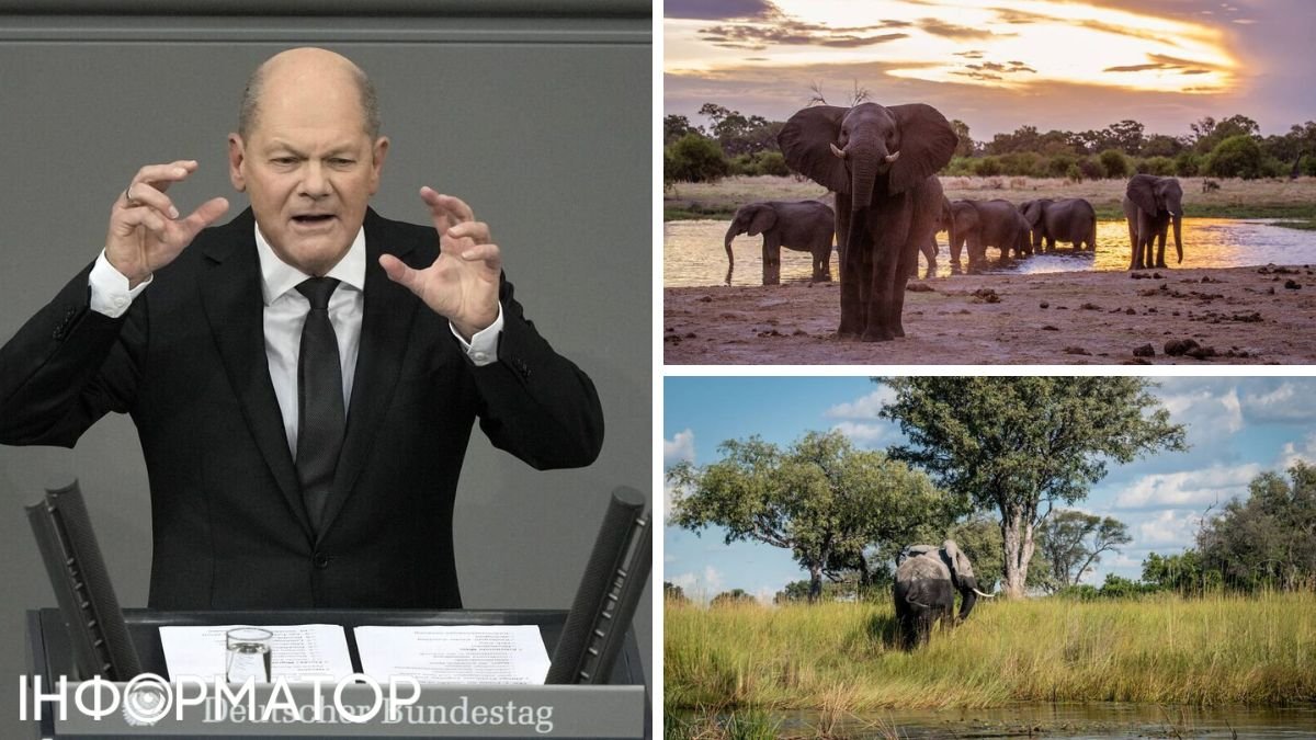 Слоны, Африка, Германия, охота, скандал, закон, трофеи, импорт