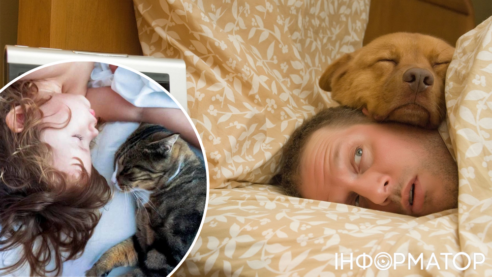 Коты против собак: с кем лучше спится хозяину