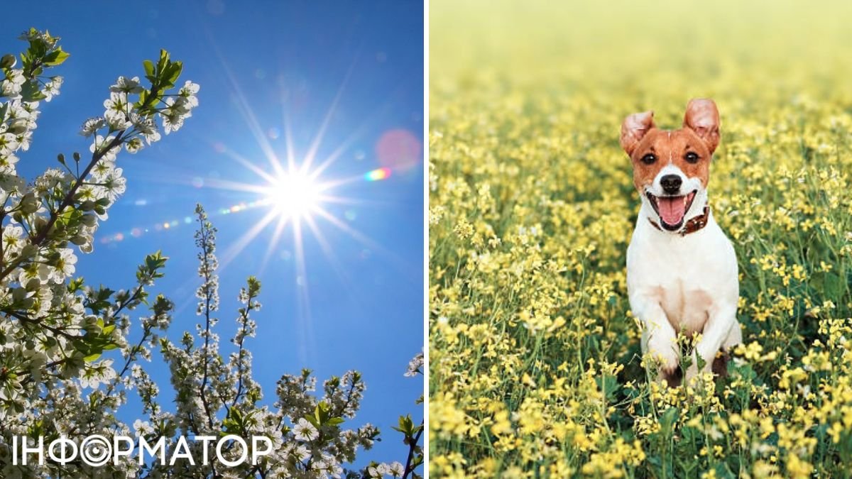 Собака та сонце