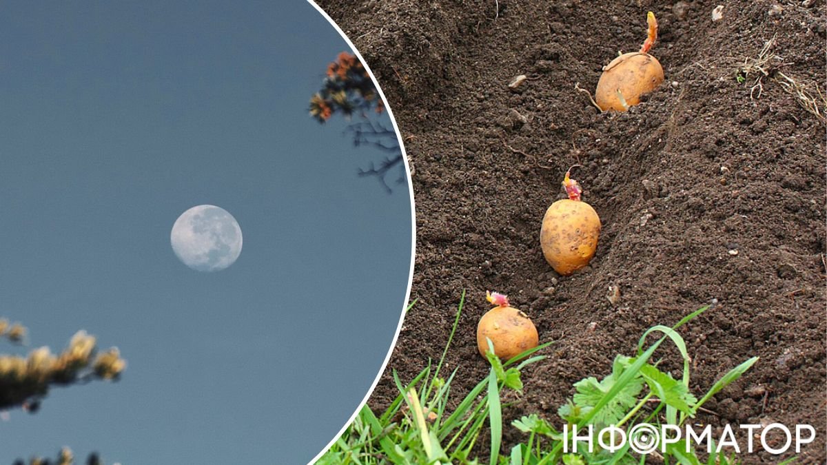 Народные способы понять, когда сажать картошку: по земле и по Луне