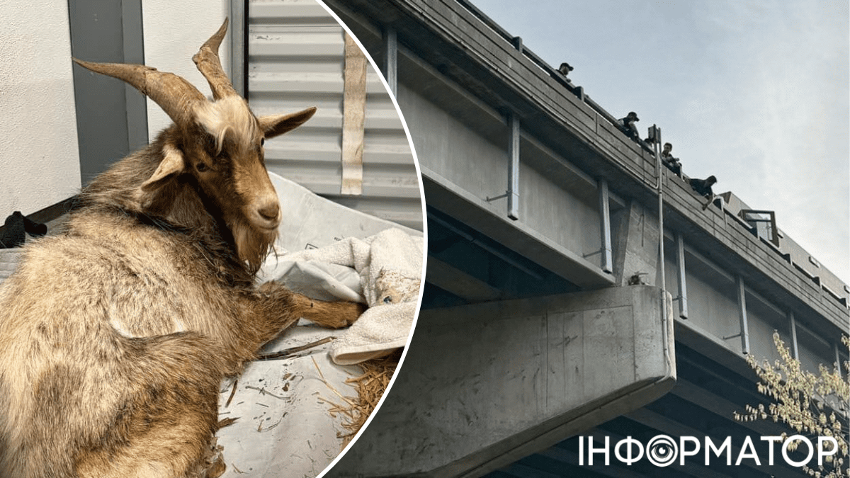 Сбежавший козел застрял под мостом, был спасен и планирует сменить вторых хозяев