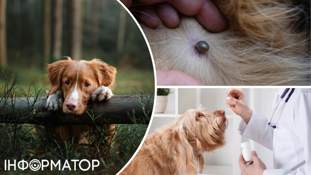 Нашийник не надійний: як для собаки обрати засоби від кліщів - досвід ветеринара
