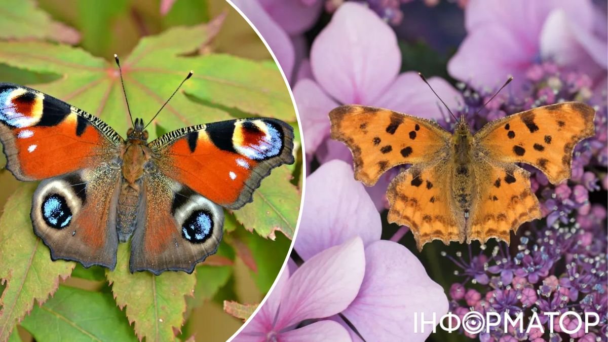 Метелики, комахи, сад, город, корисні поради, лайфхак