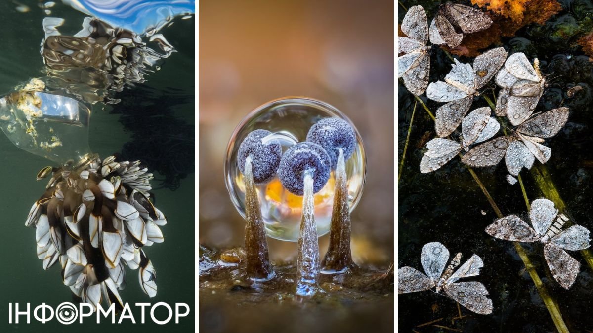 Бенкет тритона та квіти у кризі: оголошено переможців конкурсу водного фото