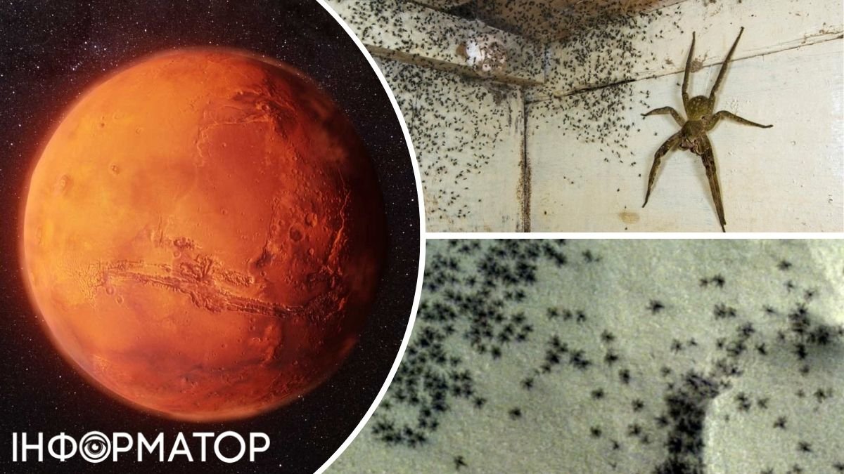 На Марсе обнаружили нашествие пауков: астрономы уверены - фото не подделка