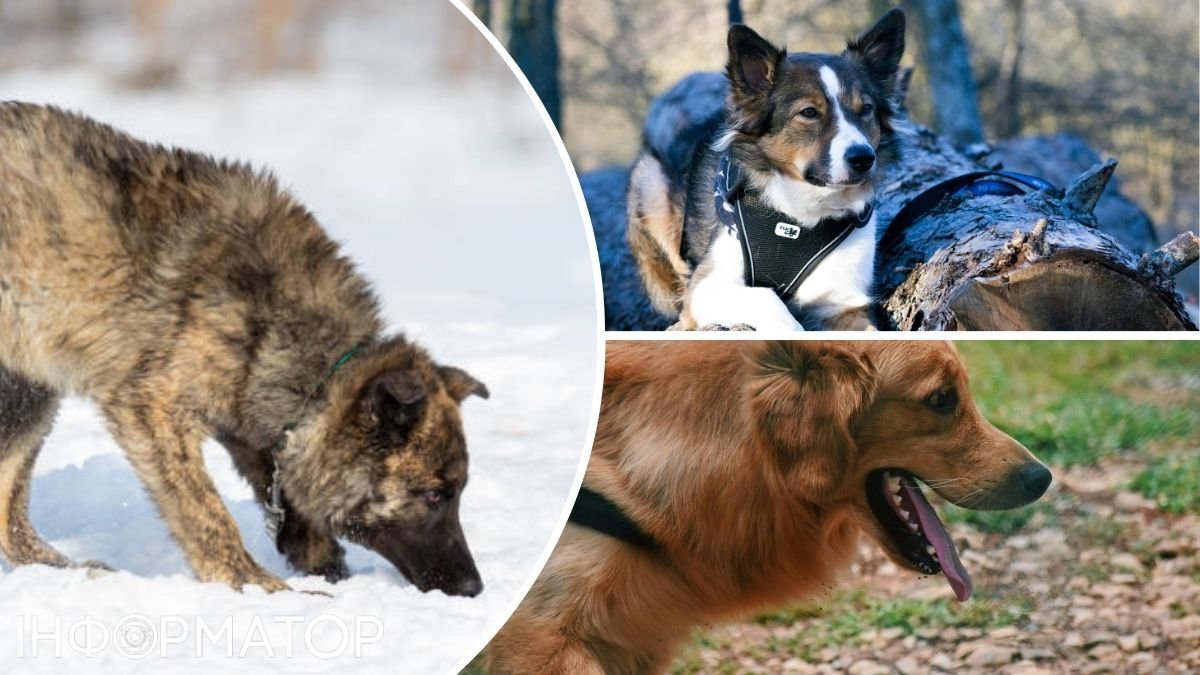 Овчарка, корги или дворняга: у какой породы собак самый лучший нюх на свете