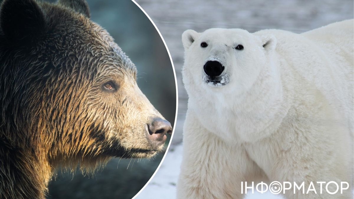 Бурий ведмідь, білий ведмідь, ведмеді, природа, тварини, вчені, зоозахисники, клімат