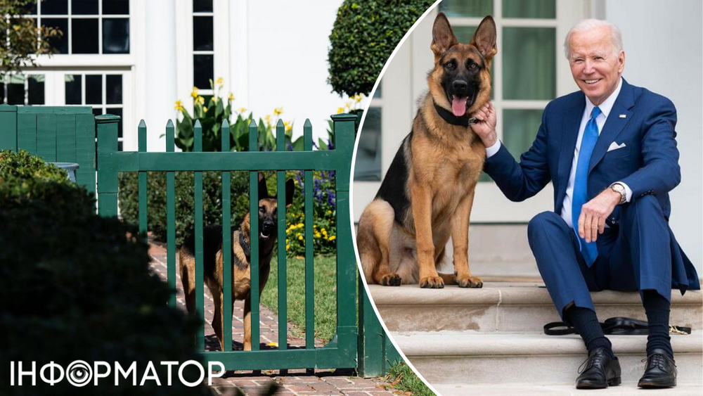 Я ненавидела эту собаку: губернатор лично застрелила своего пса и посоветовала Байдену сделать то же самое