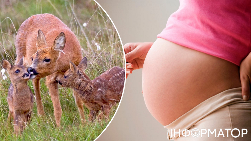 беременность животные олени