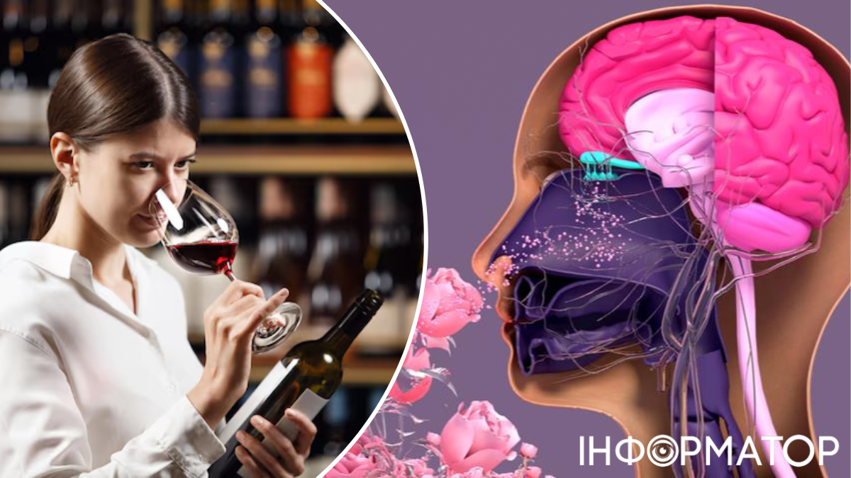 мозок нюх сомельє вино запах