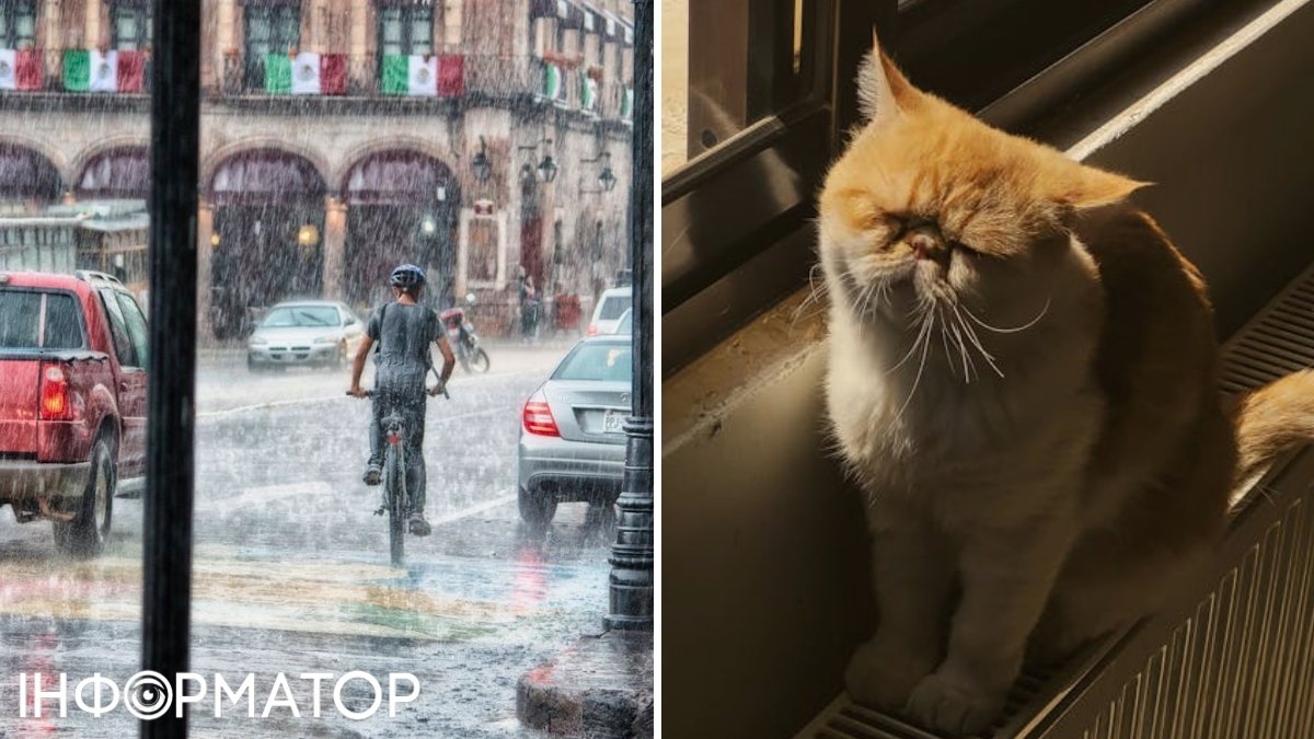 Кот и дождь