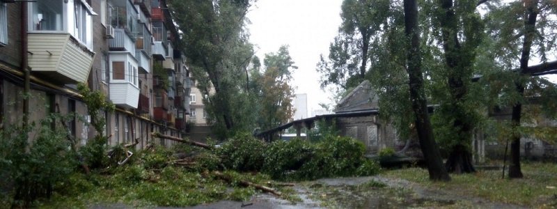 За год в Днепропетровске погибло 1452 дерева на 734 тыс. грн