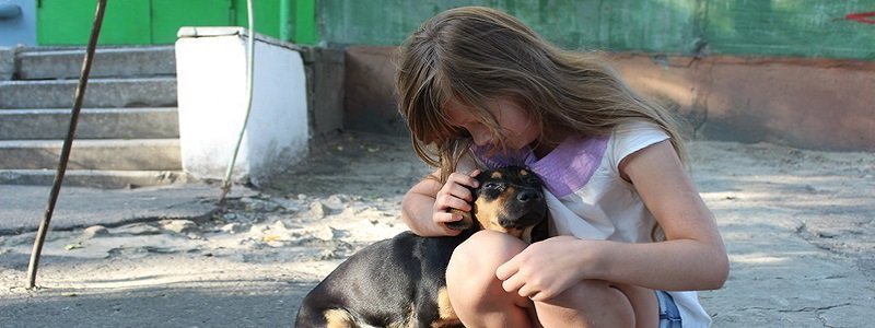 КП "По обращению с бездомными животными": яблоко раздора днепропетровских волонтеров