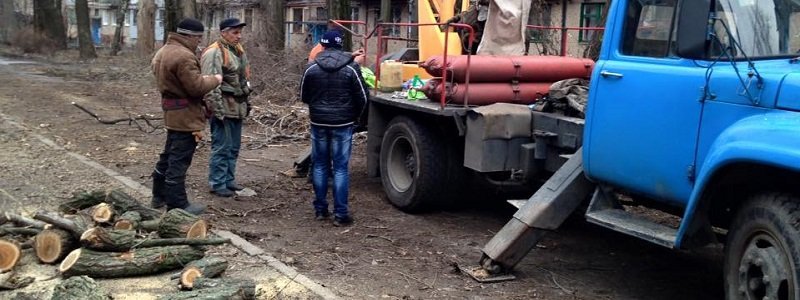 Деревья Днепропетровска теряют ветки: омоложение или заготовка дров?