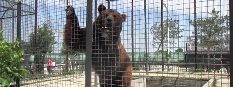 Днепропетровские медведи оказались под оккупацией