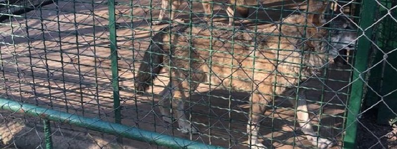 Днепропетровский зоопарк закроют к 1 сентября