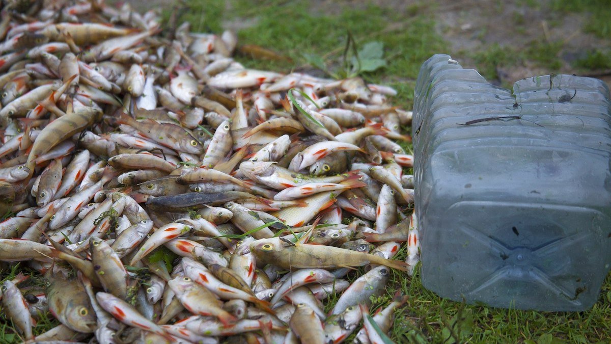В Днепре эколог рассказал, почему массово гибнет рыба в Самаре