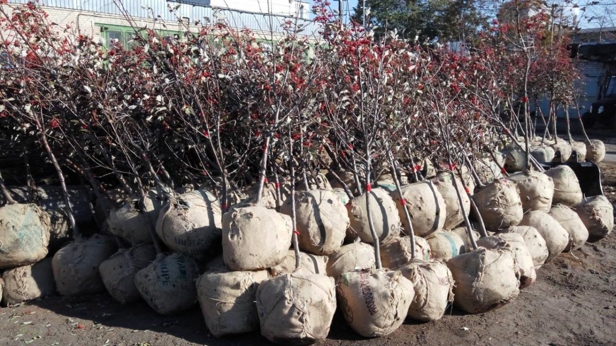И никаких тополей: в Днепре горсовет высадит 5000 новых деревьев