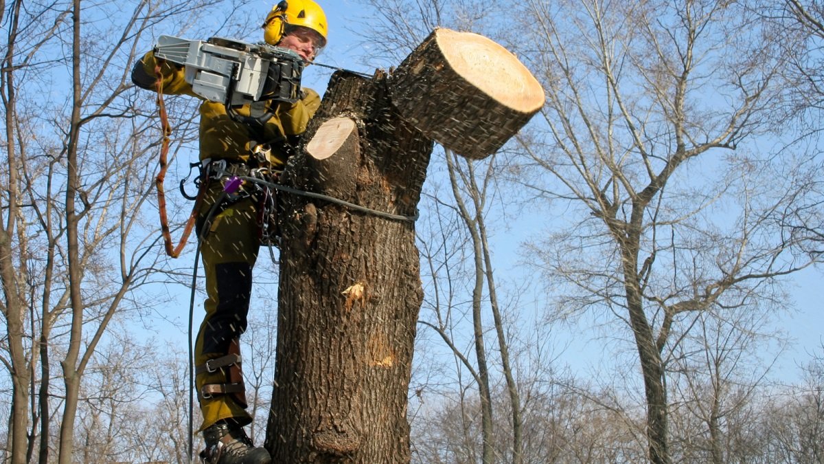 В Днепре на деревья потратят 93,8 миллиона гривен: что спилят и как поухаживают