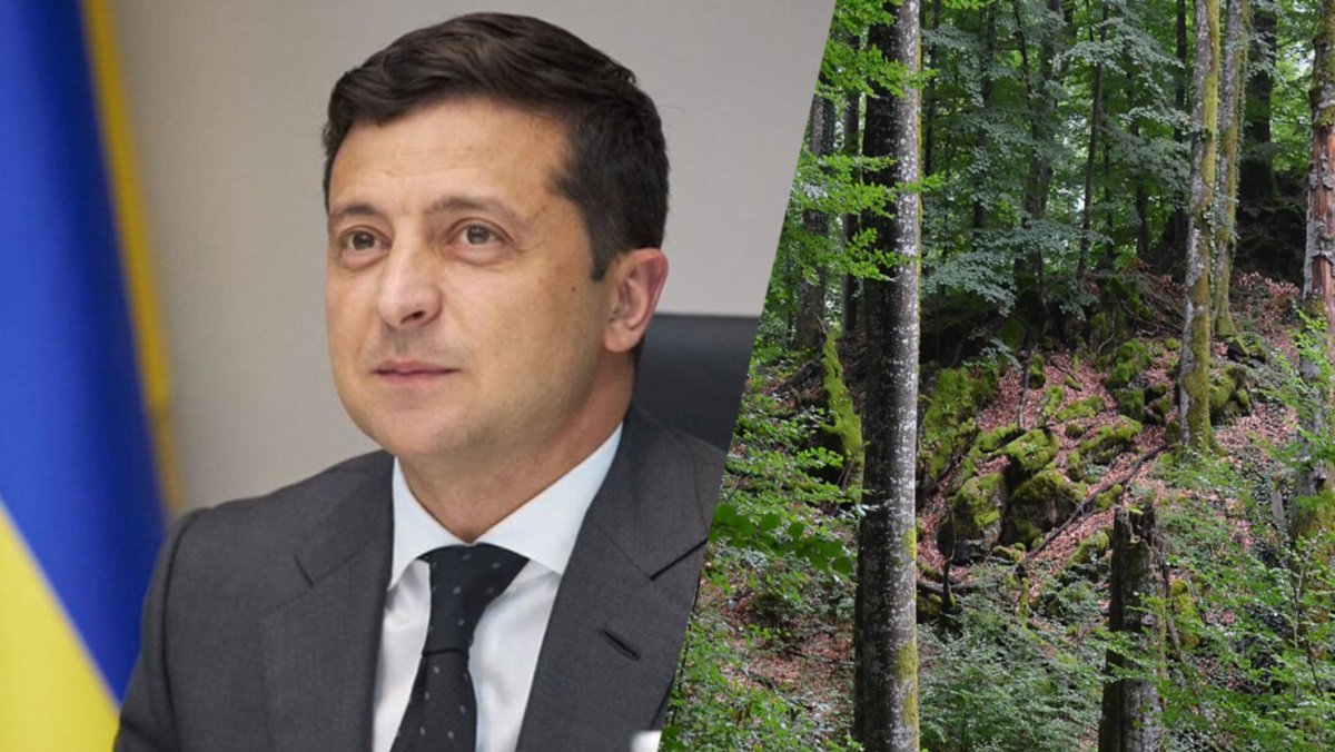 Нардепы из Днепра придумали как посадить миллиард деревьев от Зеленского: законопроект