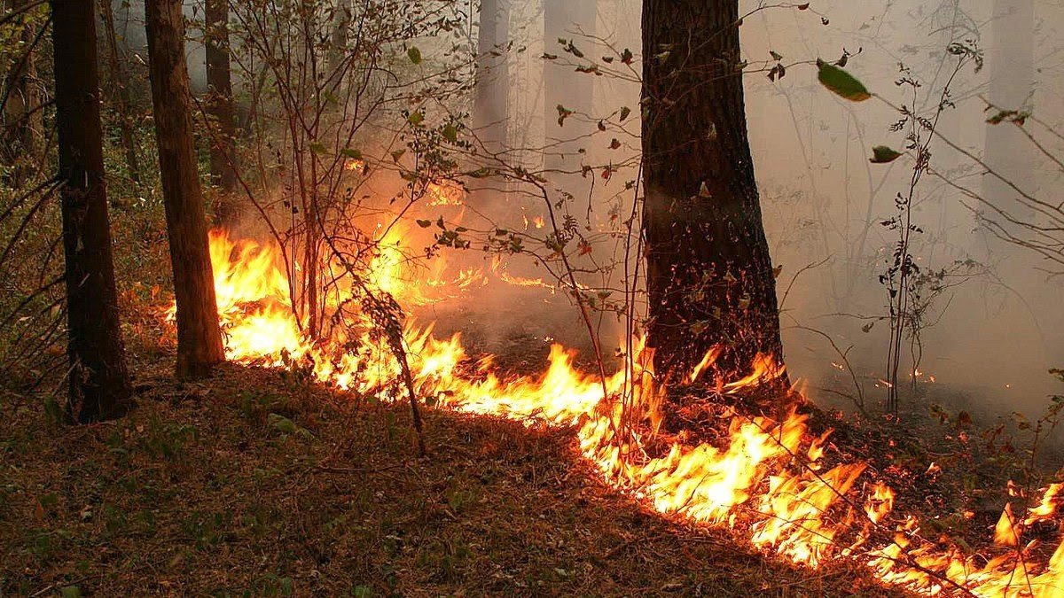 Какой штраф можно получить в Украине за курение в лесу и сжигание травы