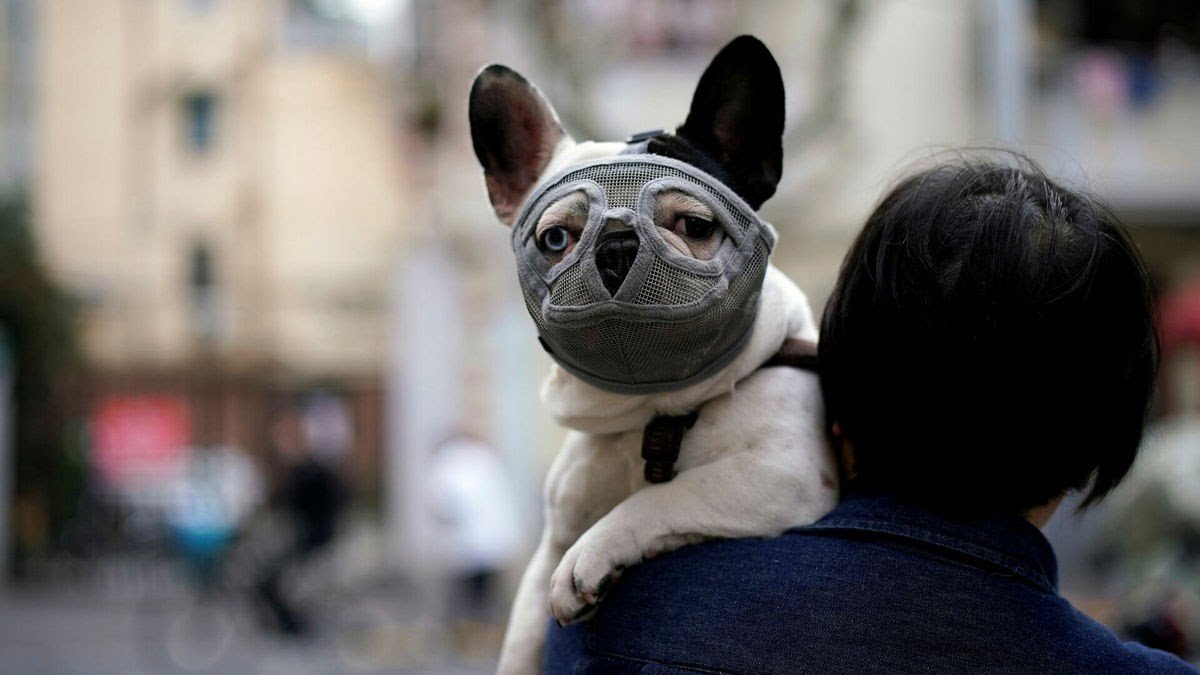Корм для собак вместо масок и аппаратов ИВЛ: что в Украине закупали для борьбы с коронавирусом
