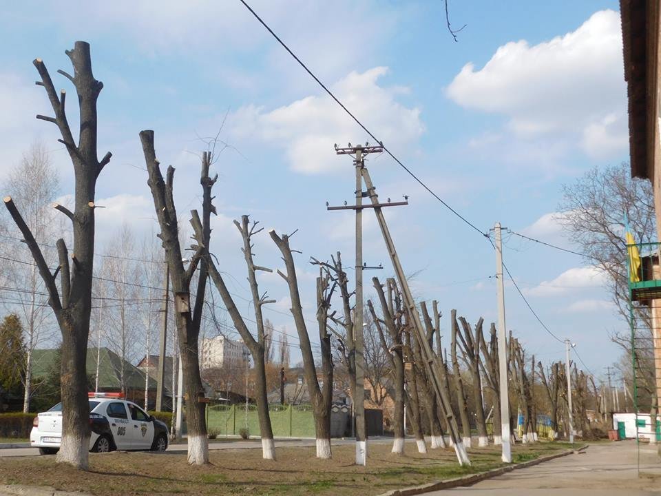 В Каменском потратят почти 9 миллионов на вырубку и «омоложение» деревьев: кто получит деньги