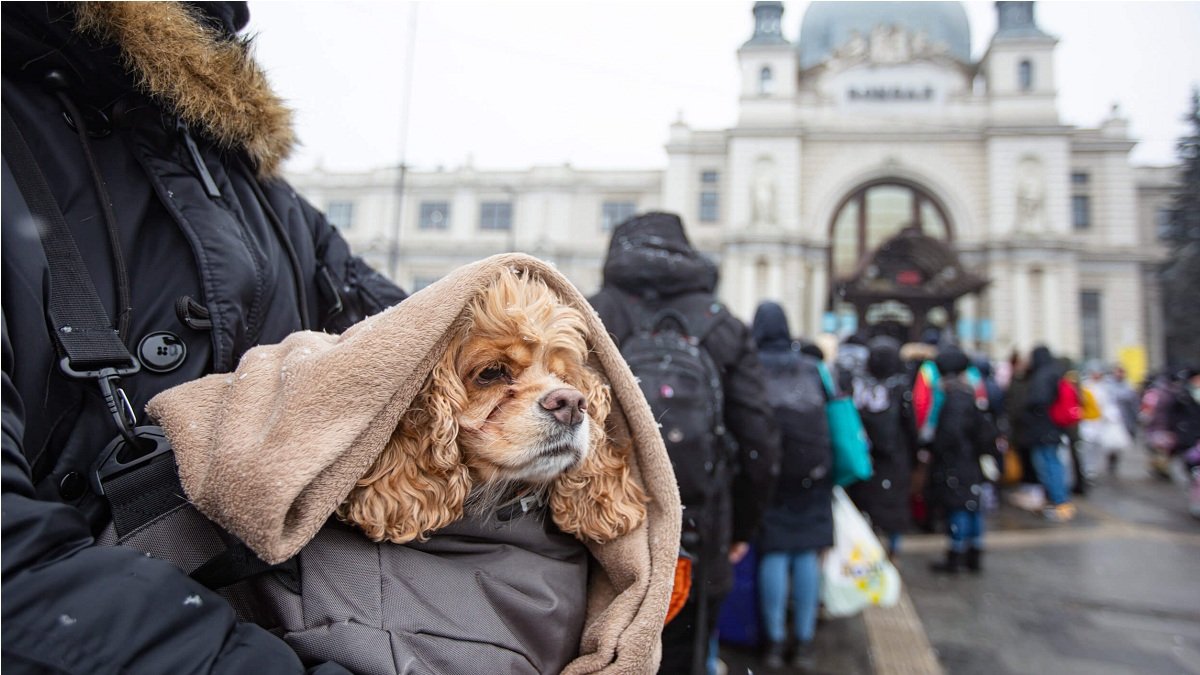 Как украинцам выехать в Европу с домашним животным: новые условия