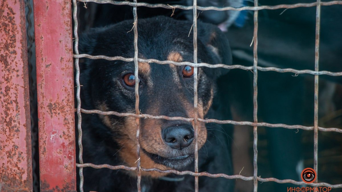 Київська влада готується розслідувати масову загибель тварин в притулку Бородянки