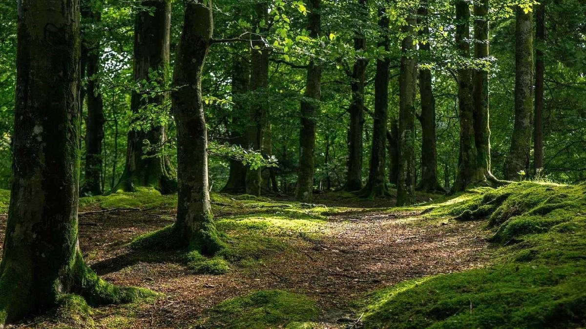 Повернули вкрадений ліс: за фіктивним рішенням фірма з Одеси оформила на себе 1044 гектарів на Київщині