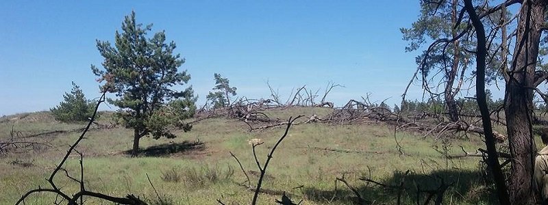 Переживут ли леса Днепропетровщины лето 2017?