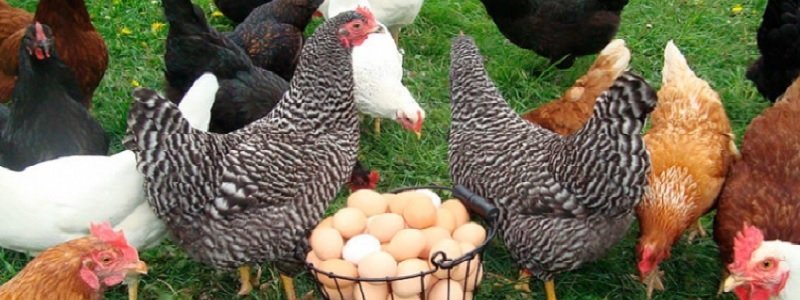 Цены на курятину в Украине догнали и перегнали европейские