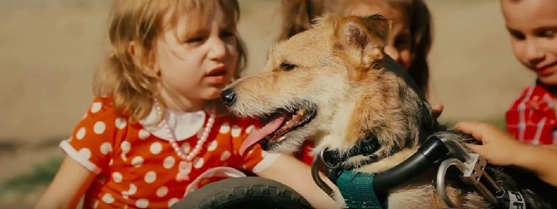 В Днепре сняли ролик о собаках-инвалидах, которые ищут дом