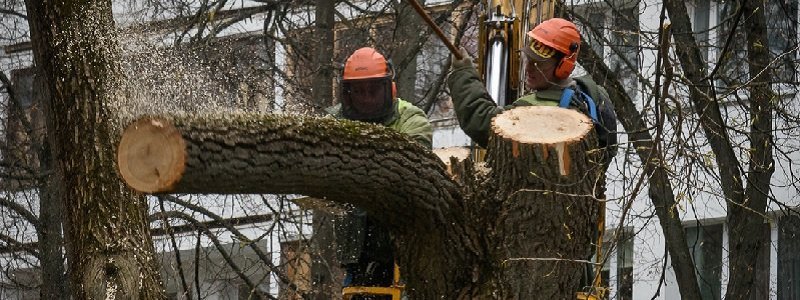 В каких садиках и школах Днепра вырубят деревья