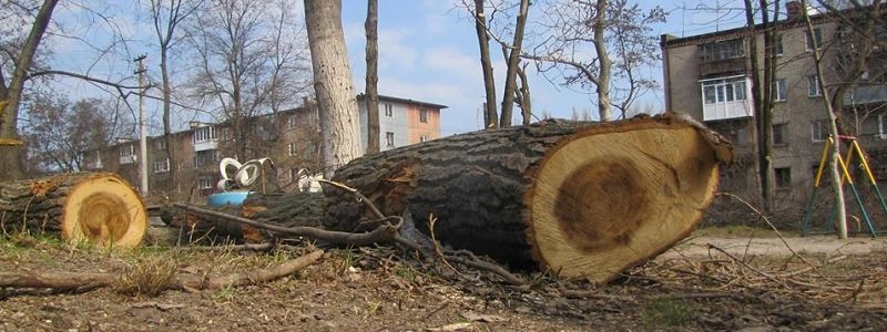 В Днепре засекретили количество срубленных деревьев