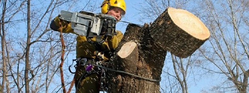 Как в облсовете деревья спасали