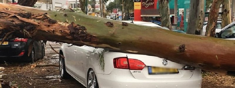 Если дерево упало на авто, горсовет не виноват. Решение ВСУ