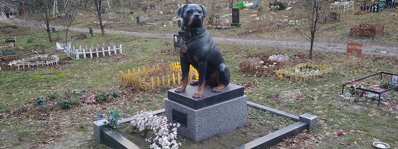 Как, где и за сколько похоронить животное в Киеве