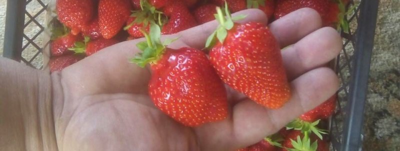 Как в Украине заработать на выращивании ягод