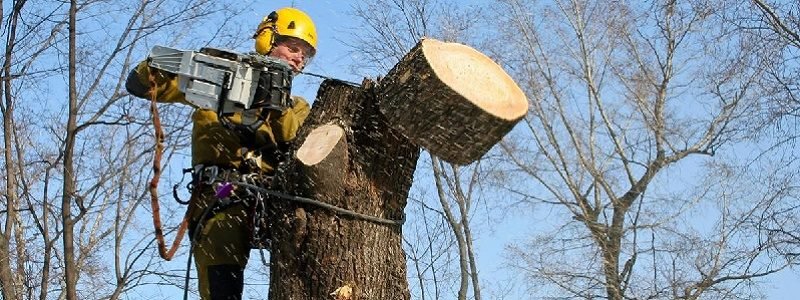 Сколько в Киеве посадили и вырубили деревьев за 2019 год