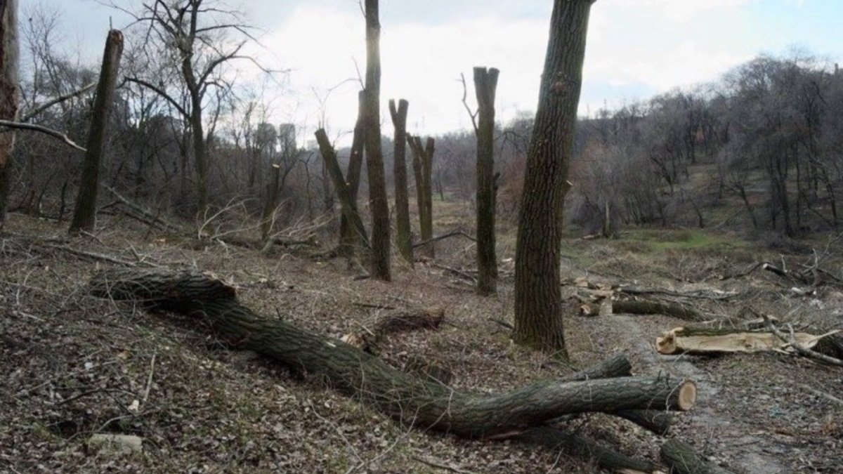 Вырежут 1000 тонн: мэрия Днепра в 2020 году спилит деревьев на 87 миллионов гривен