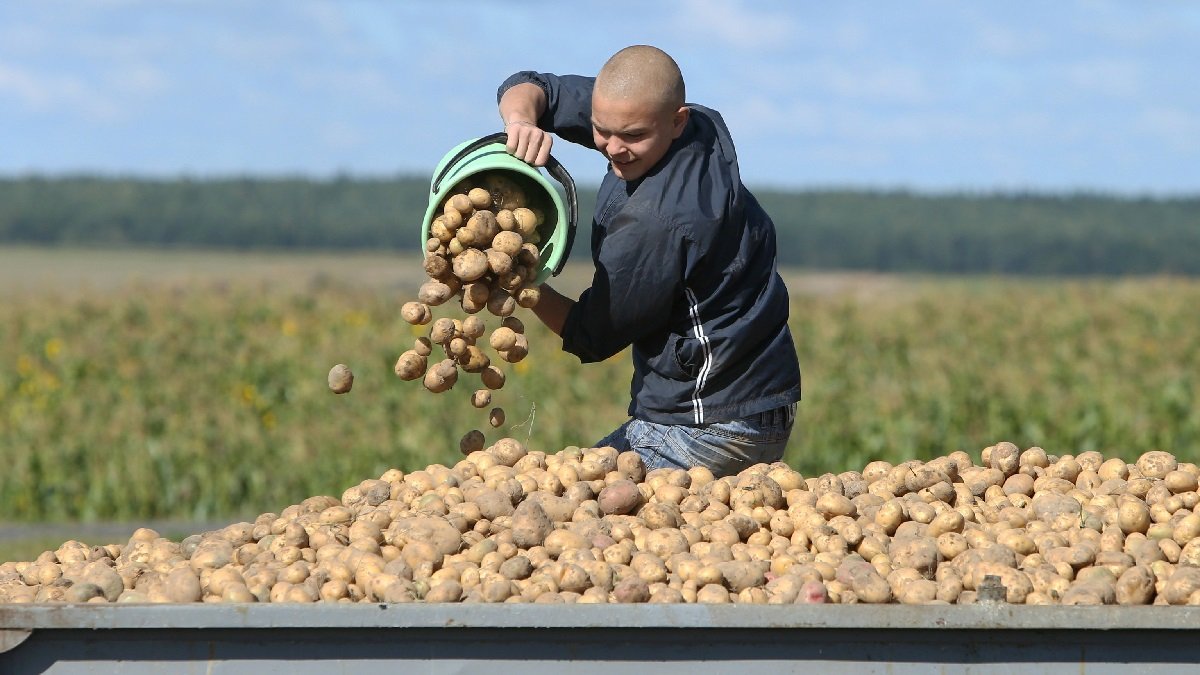 Картошка в Украине подорожала на 90%: данные Ассоциации поставщиков торговых сетей