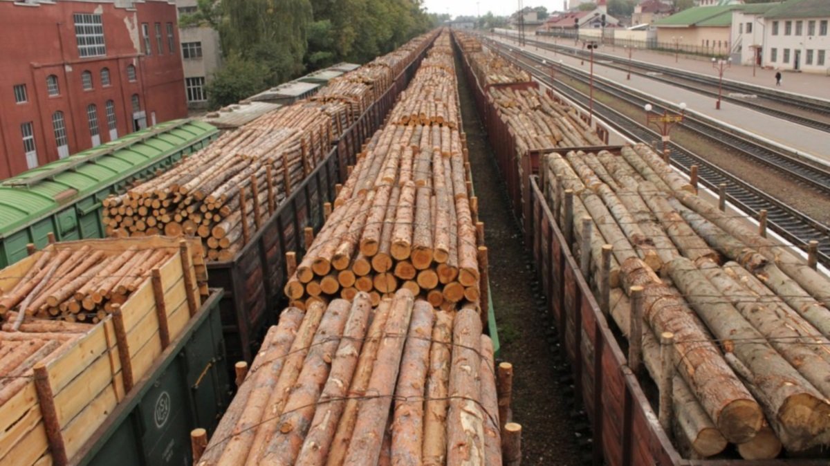 Лес рубят вагонами, потерь на миллиарды: что нашли в работе лесхозов Украины