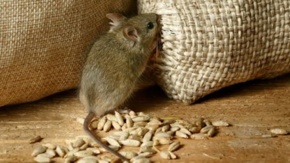 Не только мыши: в Госрезерве Украины нашли убытков еще на 1,8 миллиона гривен