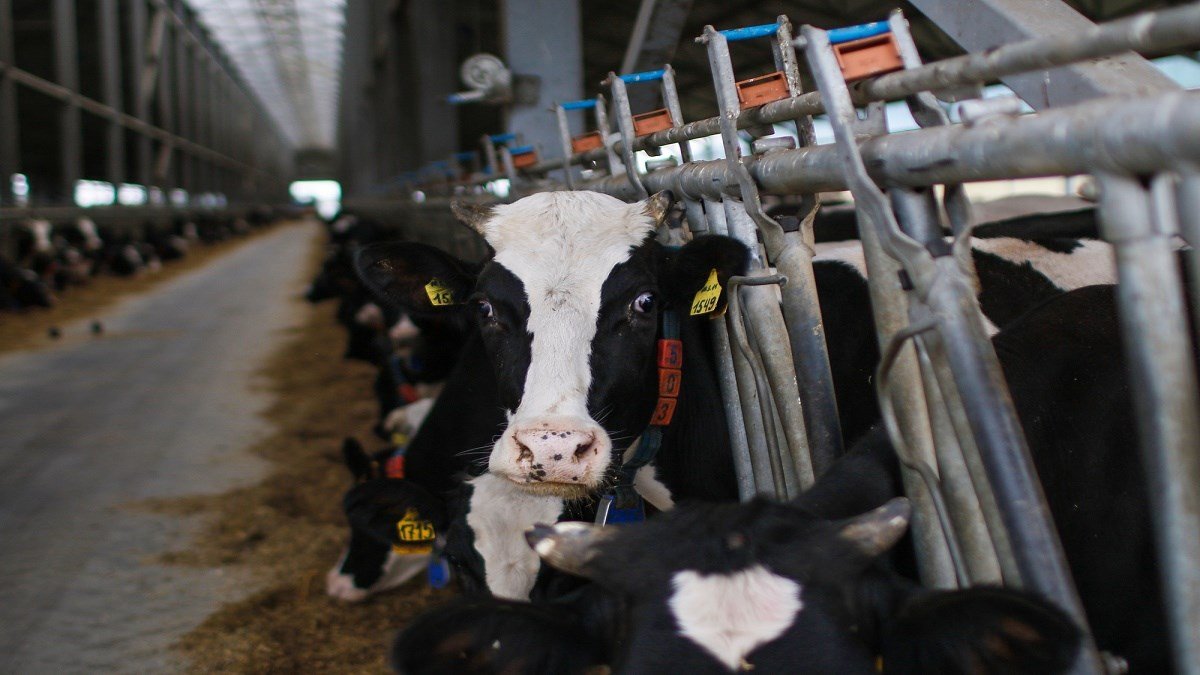 В Украине обяжут продавать молоко и масло от чипированных коров: проект закона